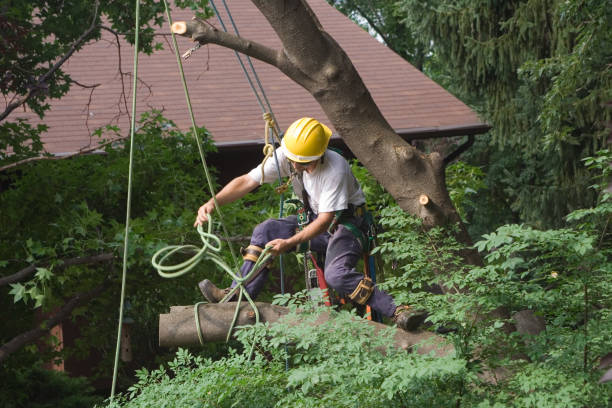 Lawn Renovation and Restoration in Georgetown, OH